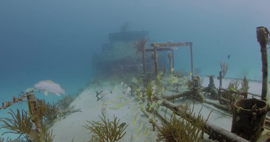 A school of fish are swimming around underwater ruins
