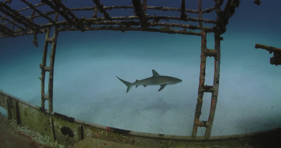 A shark swims near the ruins of a sunken ship