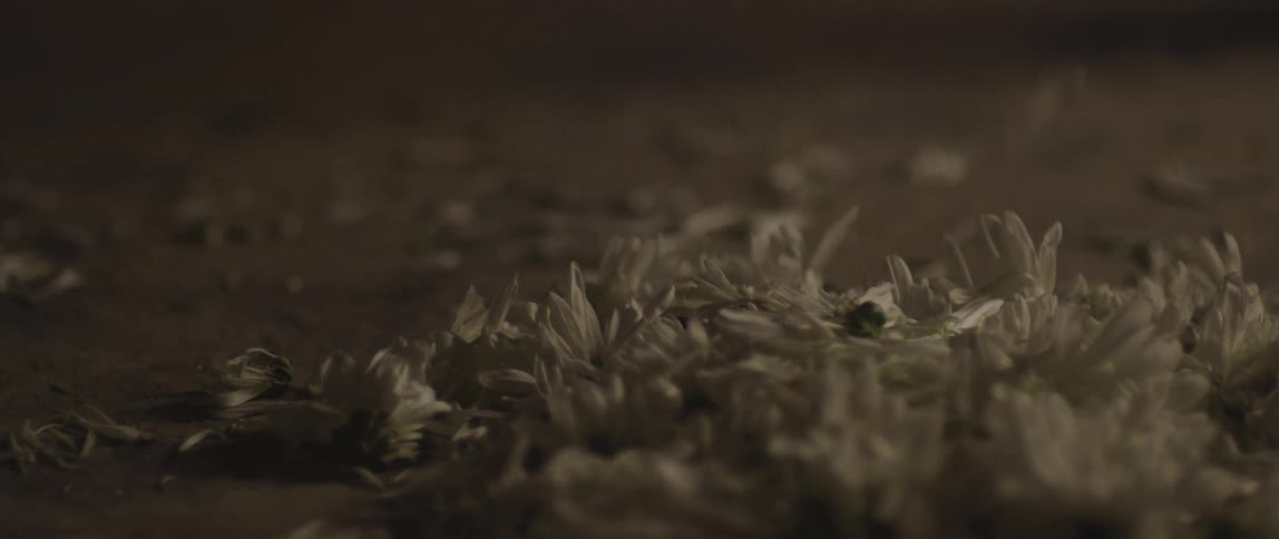 Petals falling gently to the ground
