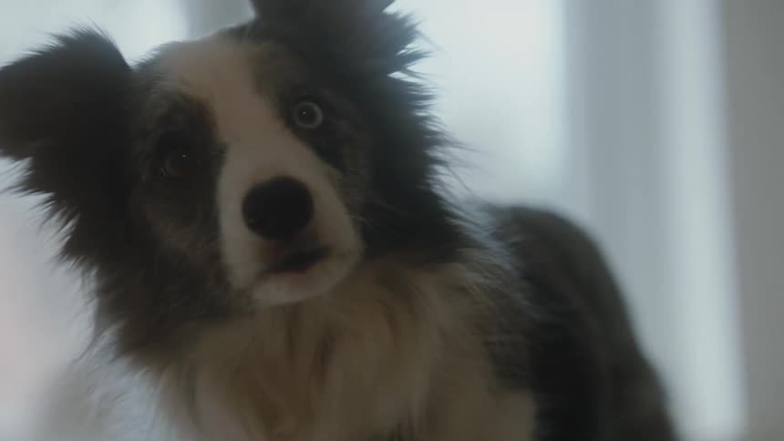 A dog wags its tail and tilts its head