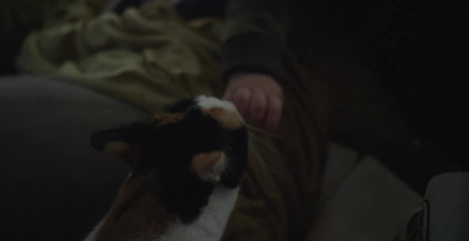 Cat sniffing a toddler's hand as it reaches out to it