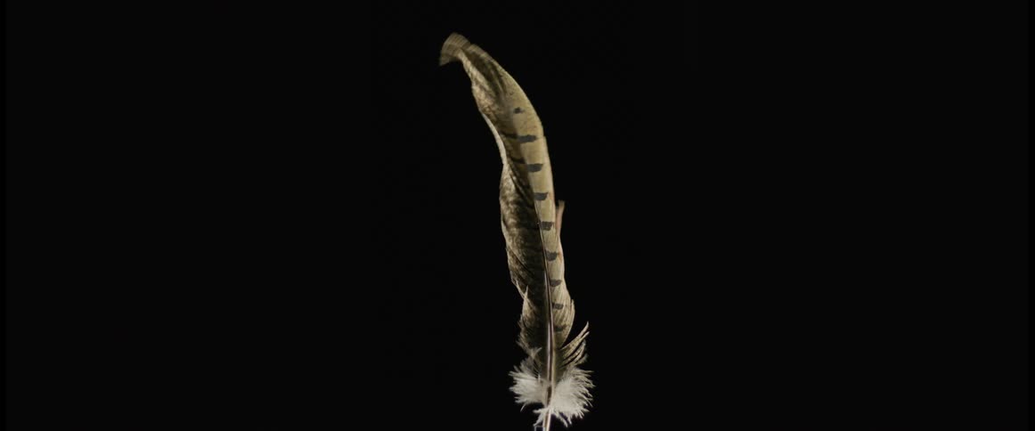 A single feather is moving in the darkness