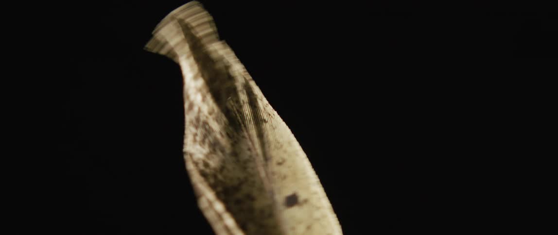 Animal flexes and moves feathery end against a black background