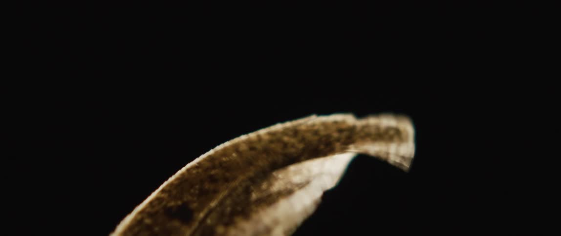 Feathery ends of animal bend and flutter against a black background