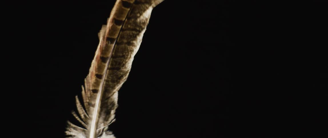 A single feather is moving in the darkness
