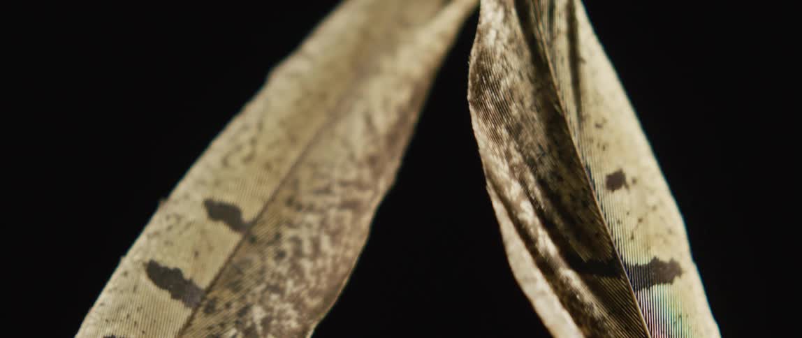 Two feathers are slowly wavering in the darkness