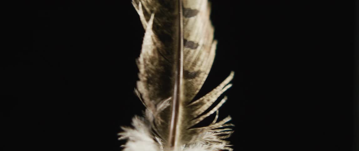 A single feather is moving in the darkness as the barb is moving in the breeze