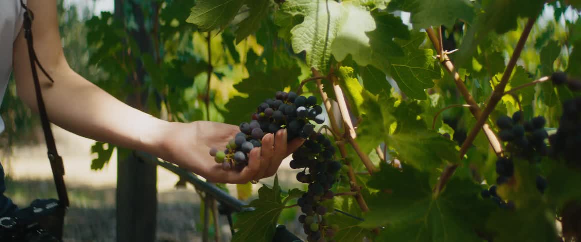 A woman reaches out and holds a bunch of grapes on a vine