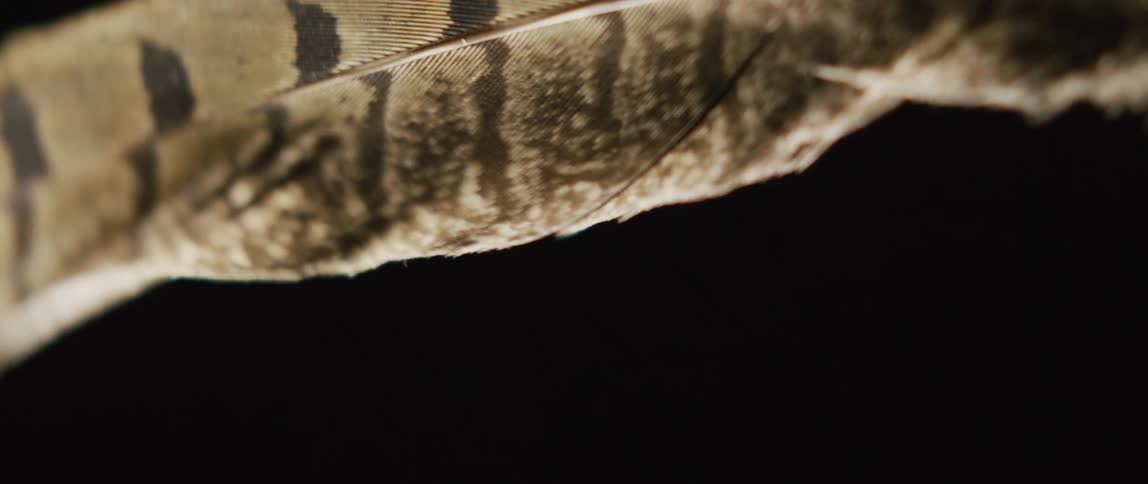 A close up of a floating feather