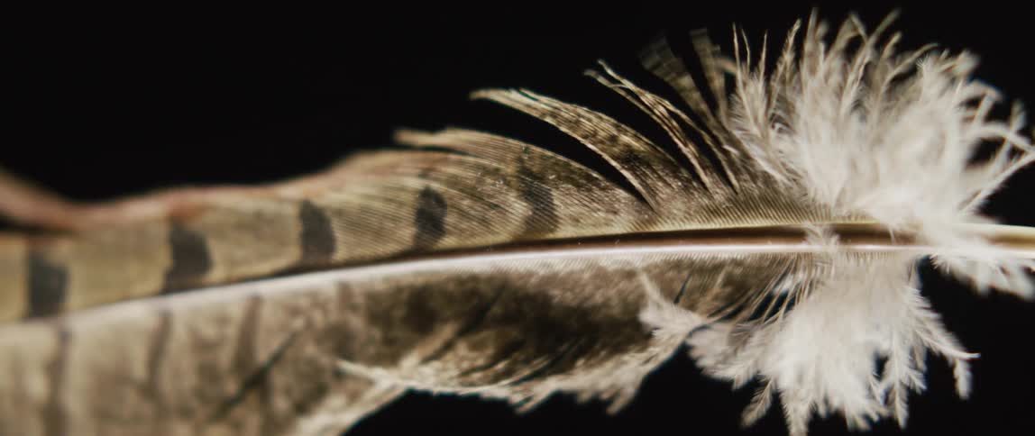 A single feather is moving in the darkness as the barb is moving in the breeze