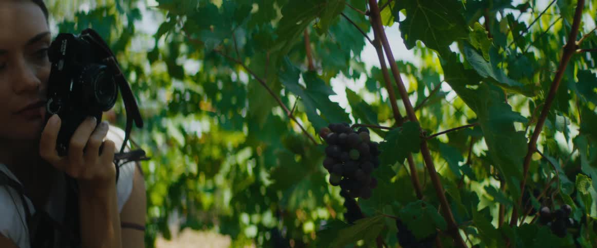 Woman taking a close up picture of a grape bunch with a professional camera outdoors