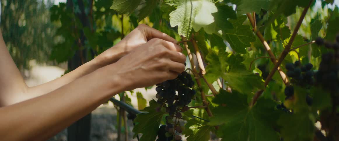 A woman holds a bunch of grapes on a vine and bends down to smell them and eats some