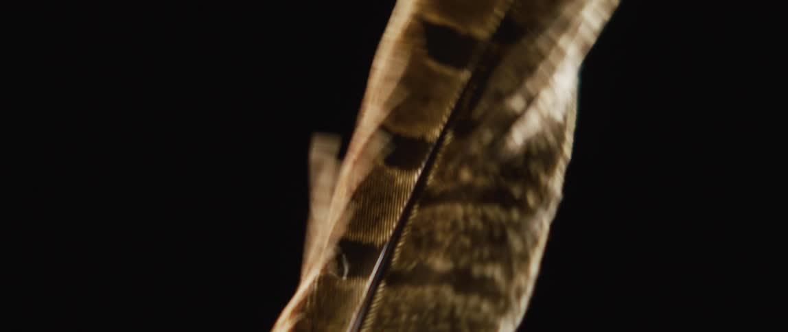 A single feather is moving in the darkness as the barb is moving in the breeze