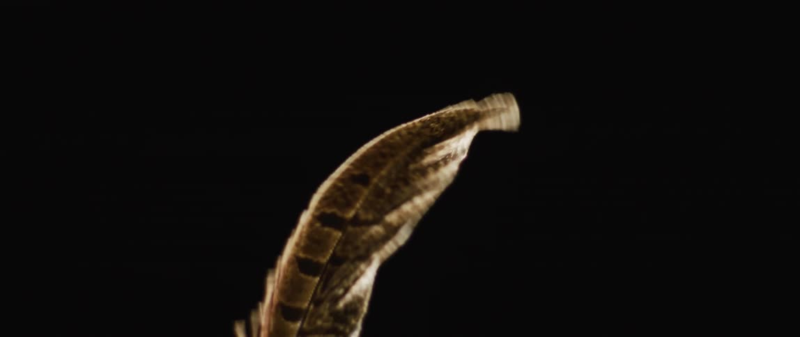 A single feather is moving in the darkness as the barb is moving in the breeze