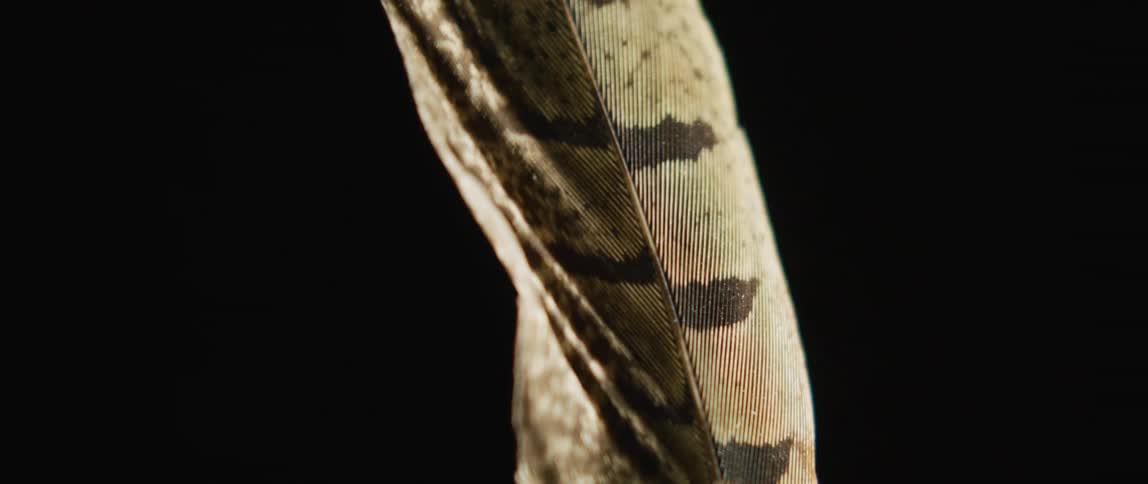 A single feather is moving in the darkness