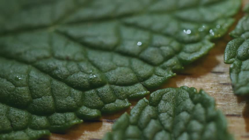 Close up view of the texture of green leaves