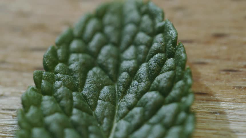 A green leaf on a table