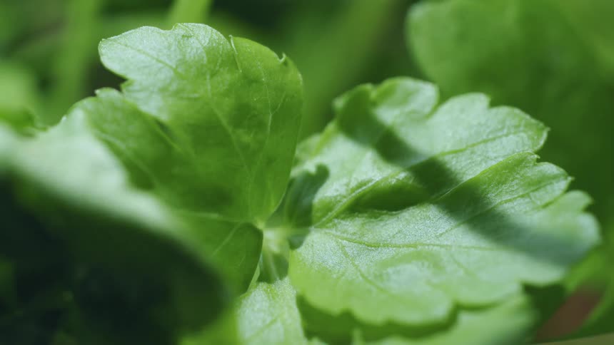 Sunlight shines on bright green leaves