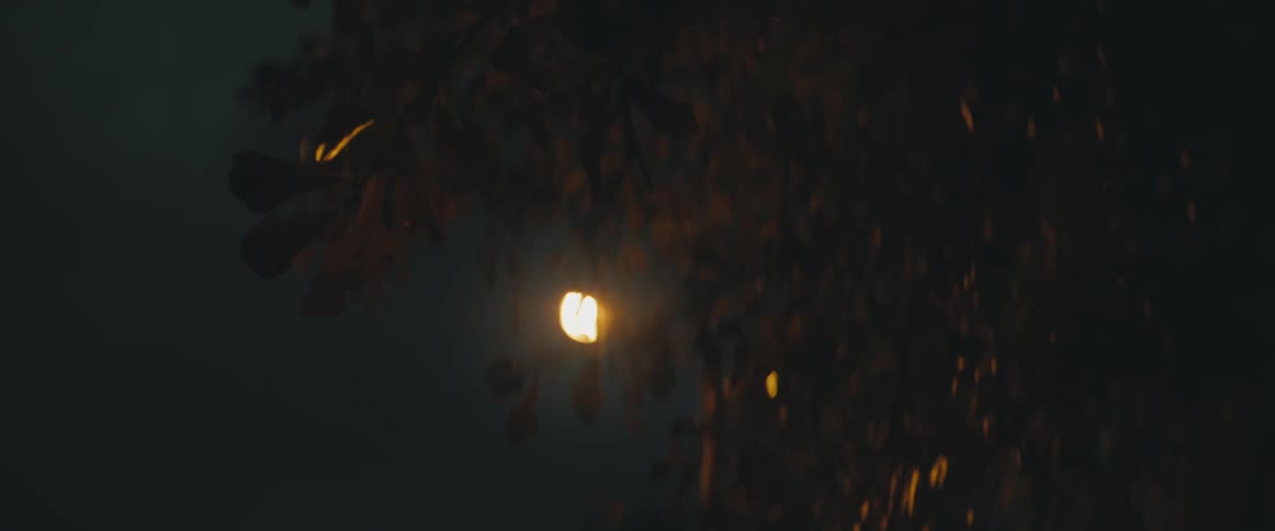 The wind is blowing the tree at night