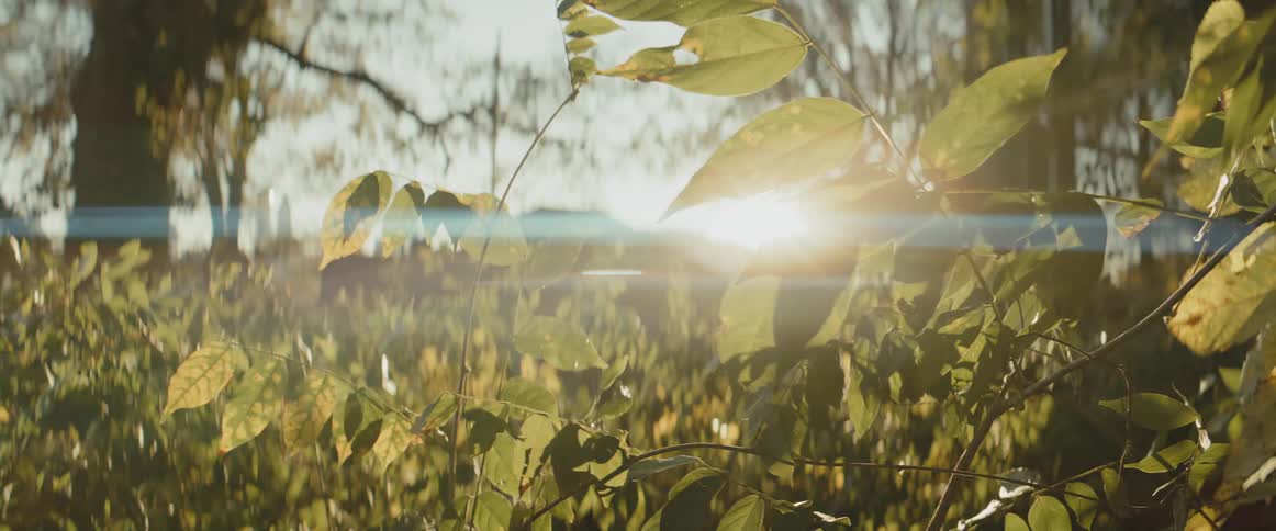 The sun shines brightly on plants moving in the breeze