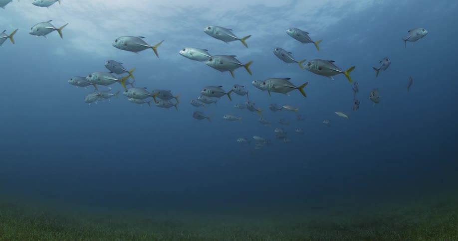 School of fish swim through water near seafloor