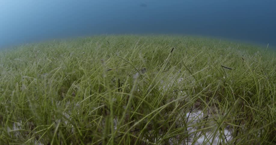 A view of a fish swimming in grass under water
