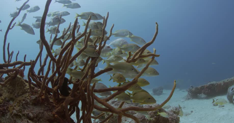 School of fish hover near seafloor and kelp