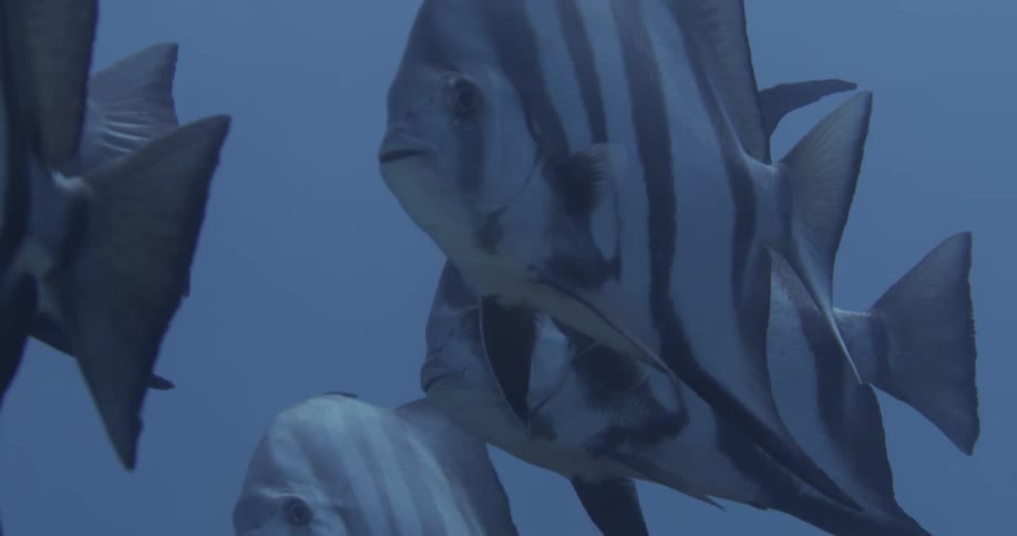 A group of fish swimming outdoors