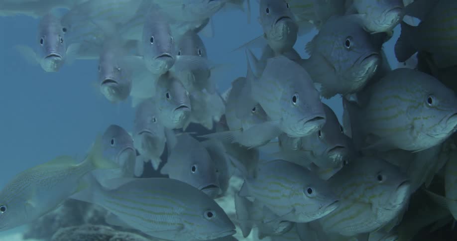 A school of fish crowd together underwater