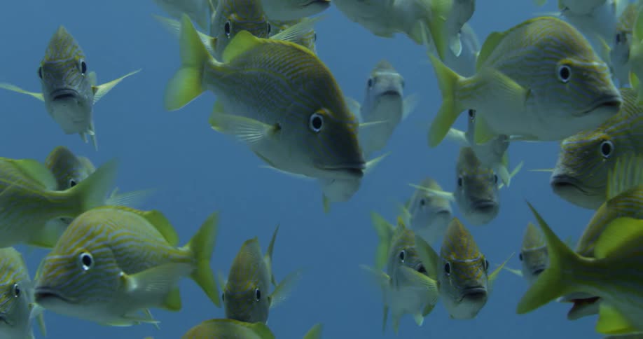 School of fish swim around reef in aquamarine water
