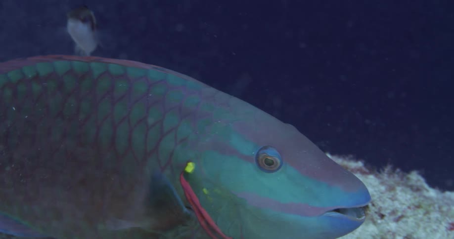 Tropical fish swimming over the rocks at the bottom of the ocean