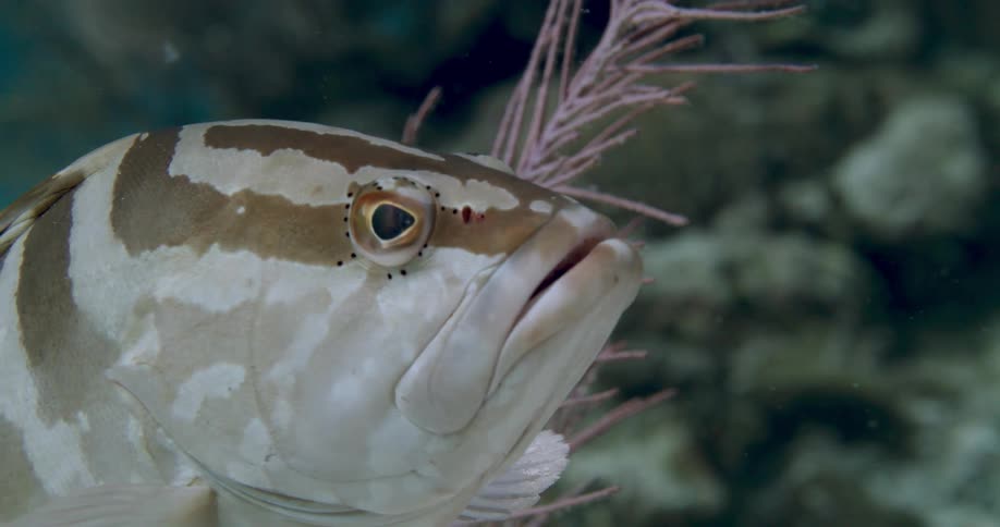 A fish is swimming around underwater