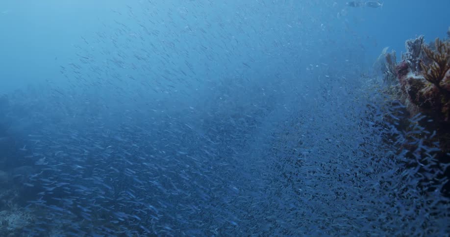 School of small fishes swimming over the coral reeef in the blue ocean water