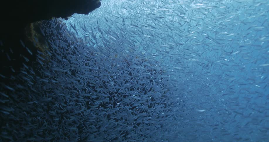 A school of fish swim underwater