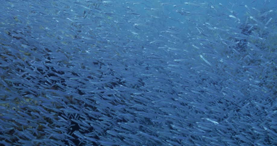 Underwater footage of fish swimming in the ocean