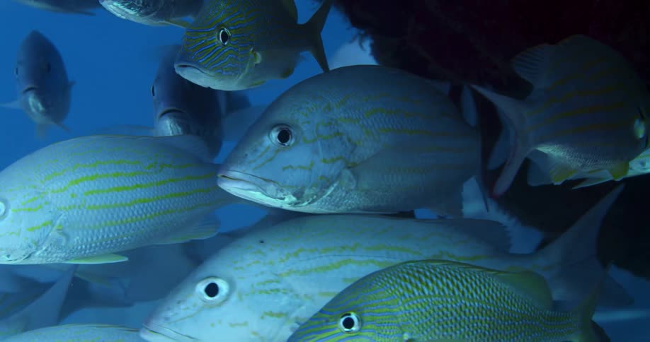 A view of a group of fish swimming in the ocean