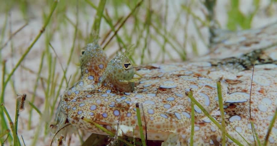 A reptile moves its eyes around as it sits on the ocean floor