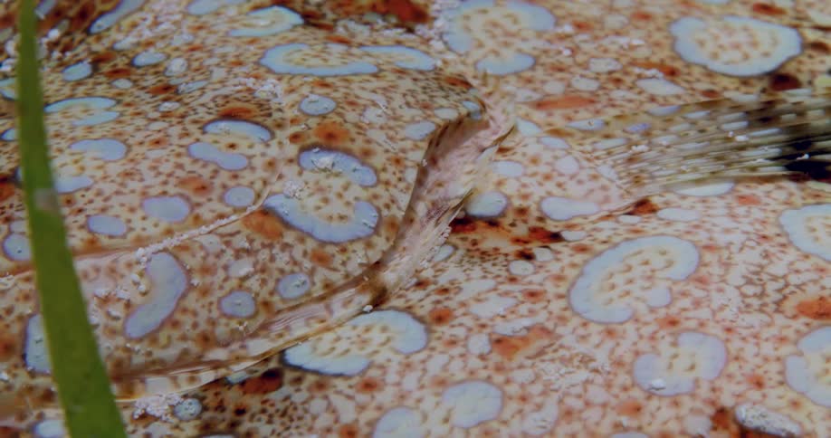 Sea life if moving around underwater