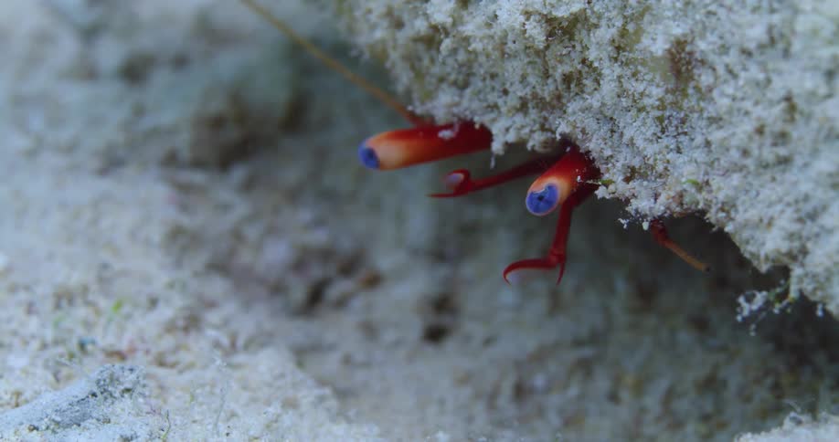 A crab is moving under the sand