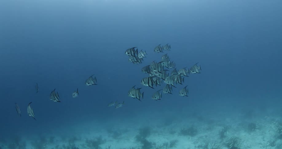 Tropical fish schoaling over the sand at the bottom of the blue ocean waters