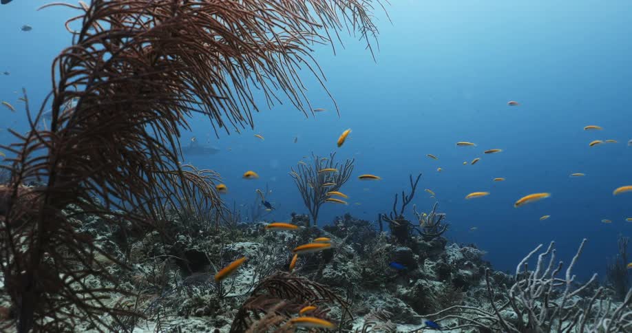 Fish swimming under water in the ocean