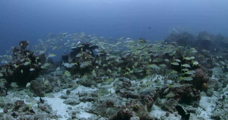 A school of fish are swimming among plants underwater