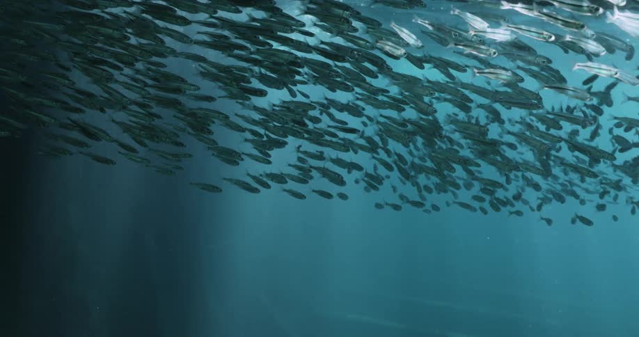 A school of many fish underwater swimming
