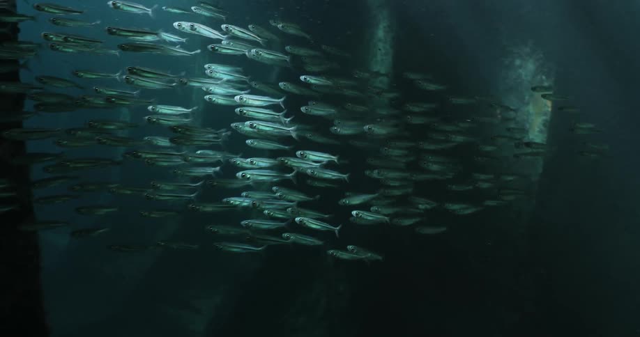 School of many fish swimming together