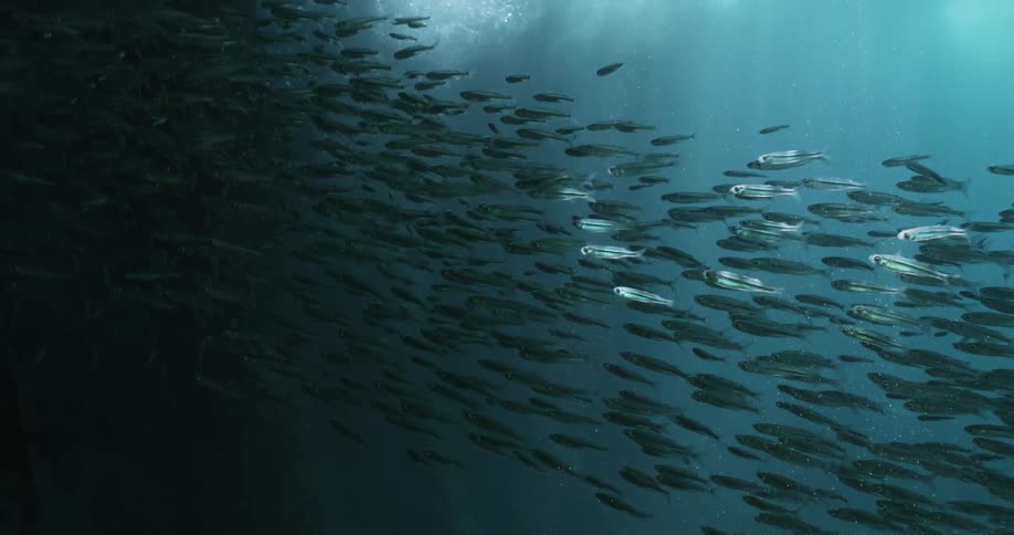 School of fish swimming in the ocean