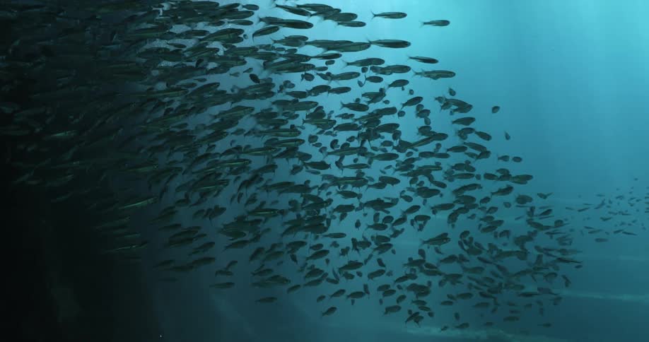 A very large school of fish swimming under water