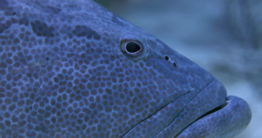 A fish is swimming in the ocean