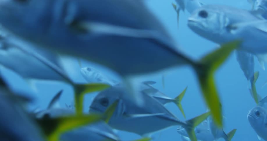 A group of tropical fish swimming in the ocean