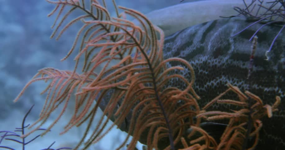 A dark gray patterned fish and small shark like fish swim through plants in an aquarium