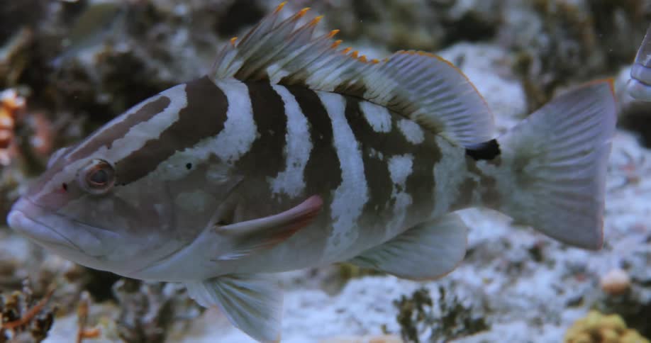 A tropical fish swimming around coral and rock in an aquarium